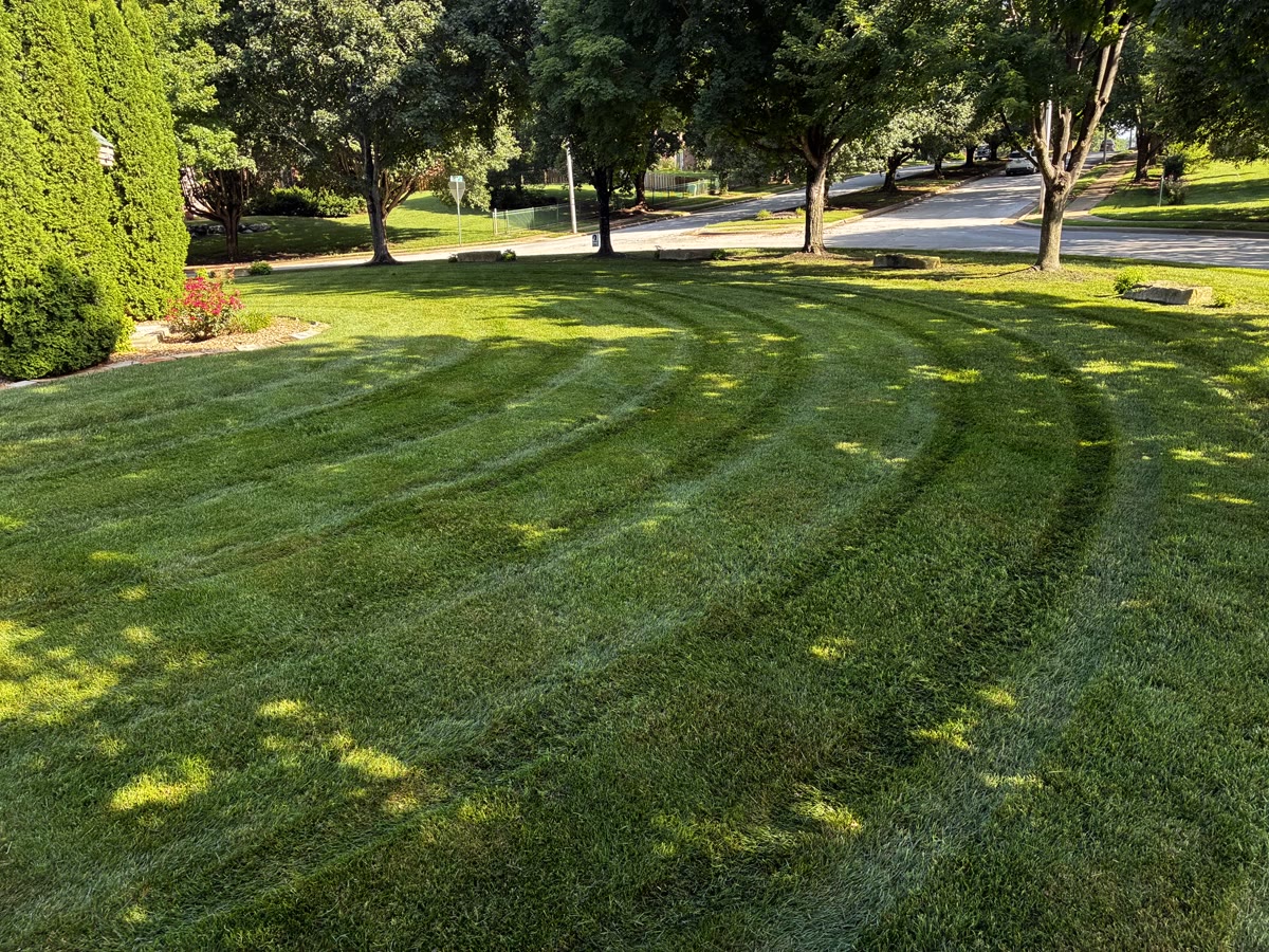 Residential corner lot with arborvitae, rose bed, and a freshly mowed lawn.