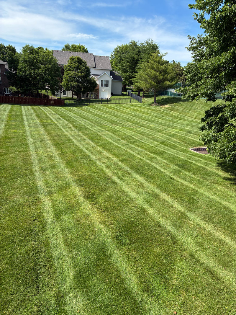 Residential lawn with a striped cut toward a white house, Springfield, MO.